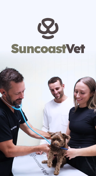 SuncoastVet Australia Caso de Éxito